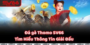 Đá gà Thomo SV66 - Trang trực tuyến đá gà hàng đầu Việt Nam