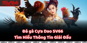 Giới Thiệu Đá Gà Cựa Dao Hấp Dẫn Và Kịch Tính Hàng Đầu