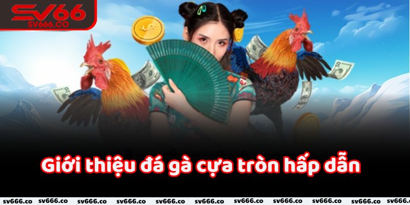 Đá gà cựa tròn Sv66