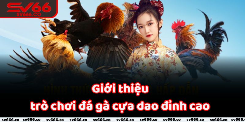 Giới thiệu trò chơi đá gà cựa dao đỉnh cao