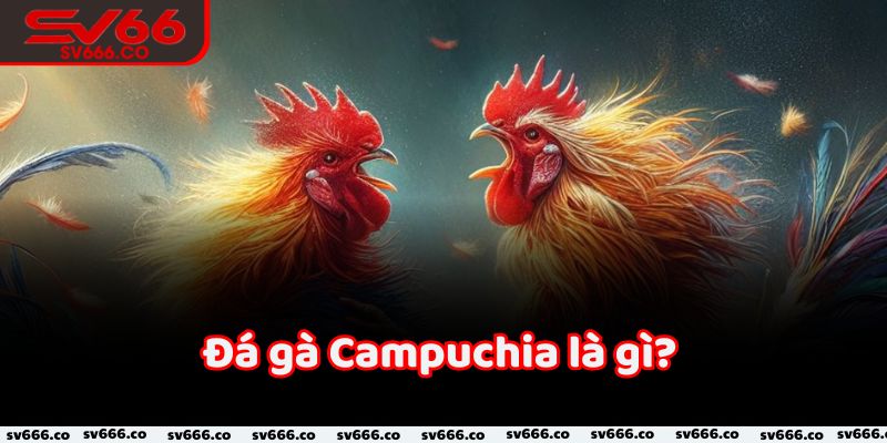 Đá gà Campuchia là gì?