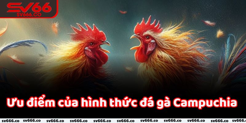 Ưu điểm của hình thức đá gà Campuchia