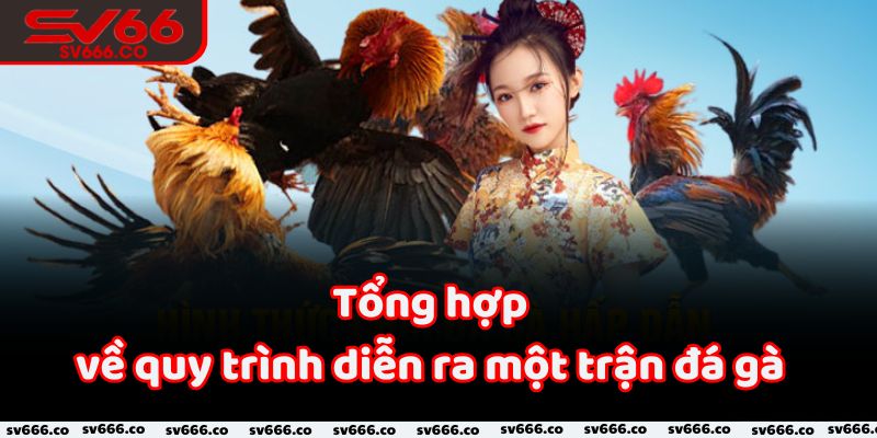 Tổng hợp về quy trình diễn ra một trận đá gà