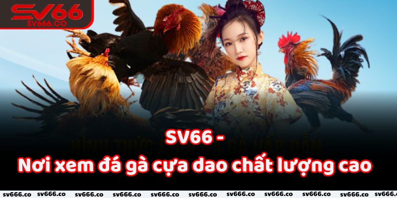 SV66 - Nơi xem đá gà cựa dao chất lượng cao