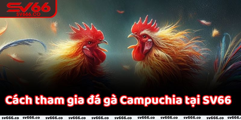 Cách tham gia đá gà Campuchia tại SV66